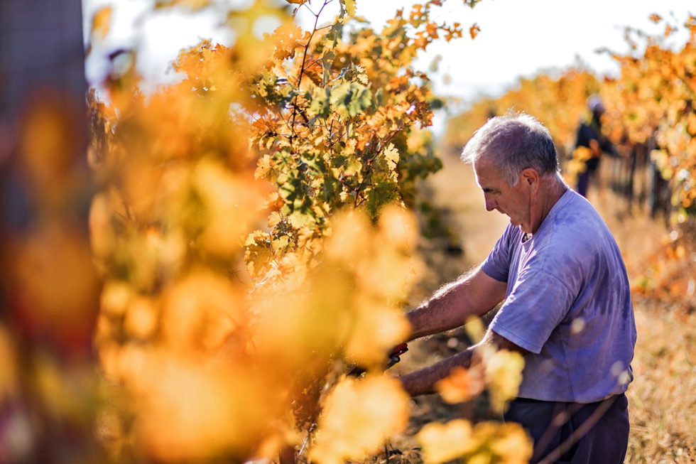 Offres d'emploi - GEA Sauternes - Découvrir les offres