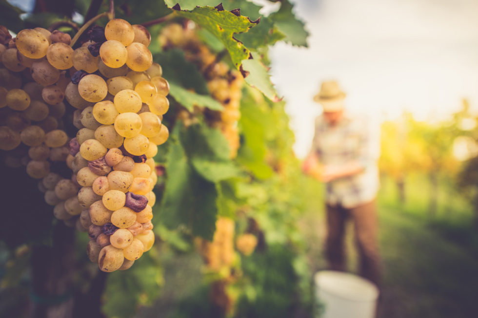 Offres d'emploi - GEA Sauternes - Découvrir les offres
